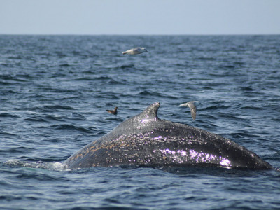 Humpback